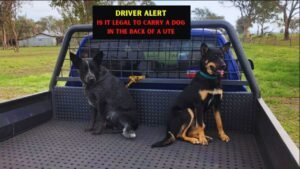 Driver Alert: Is It Legal to Carry a Dog in the Back of a Ute in Australia?